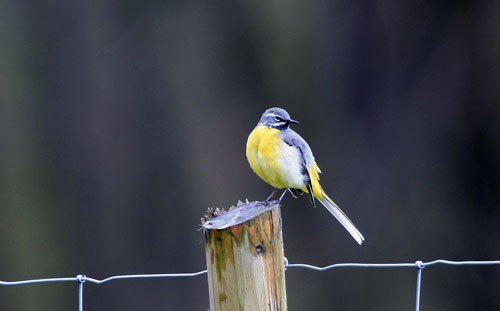 Bird photography 